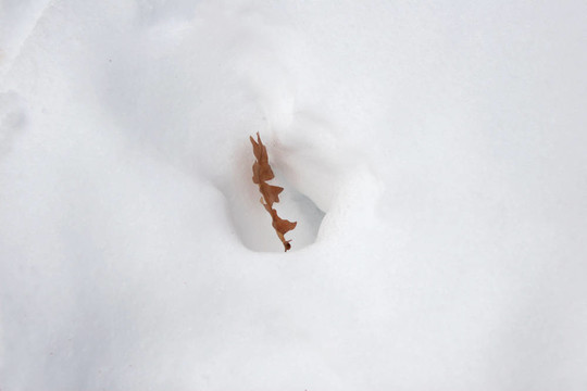 雪白的摘要