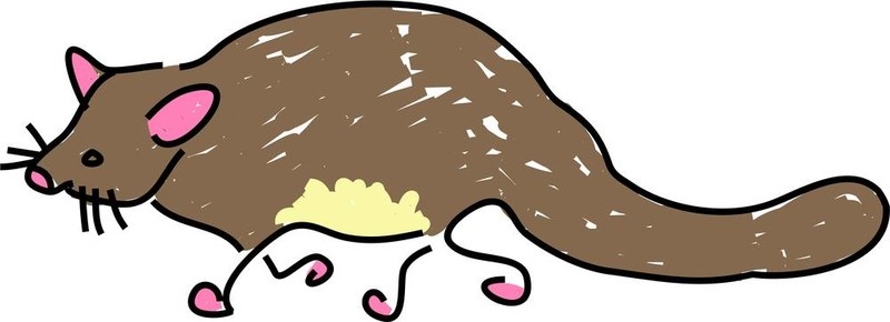 負(fù)鼠