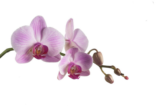 蘭花