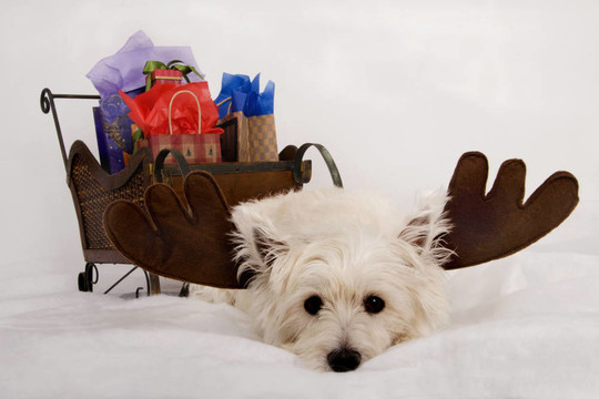 穿了Westie Reindeer