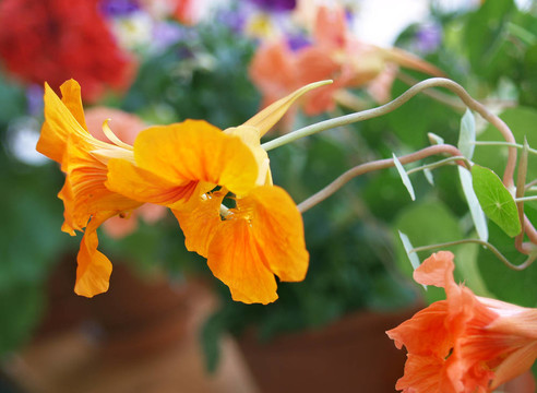 花壇
