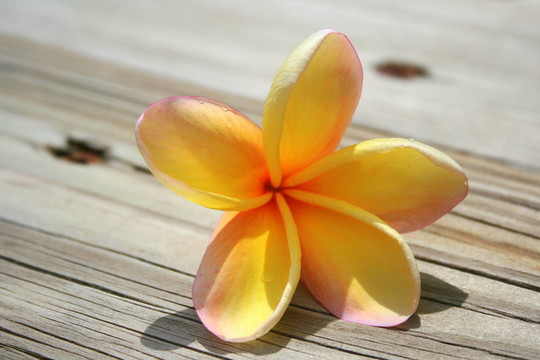 花材