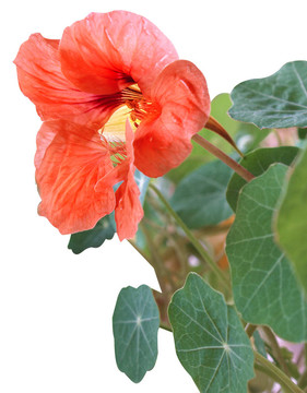 橙花瓣