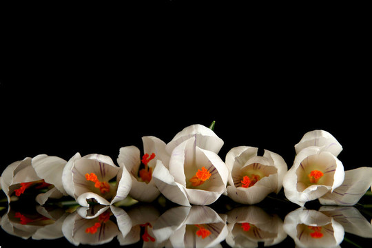 白番紅花