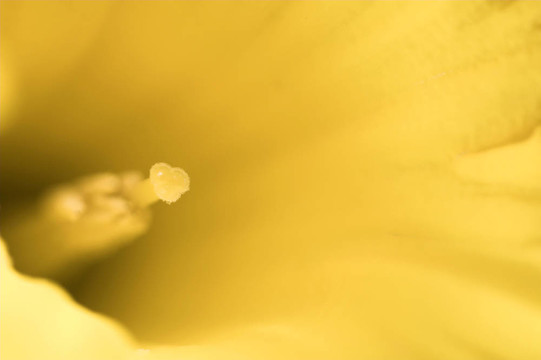 水仙花特寫