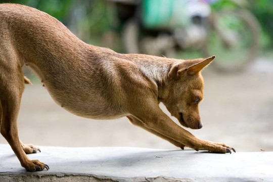 狗看昆蟲