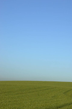 綠色的田野