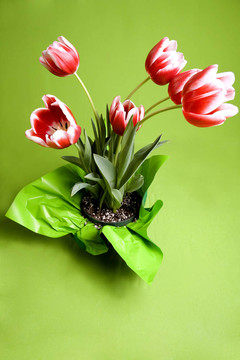 紅色和白色郁金香