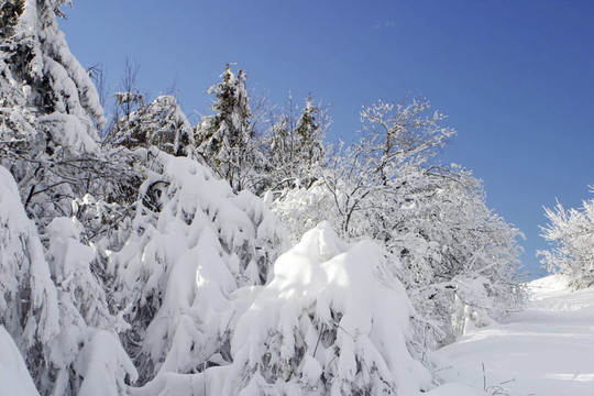 雪