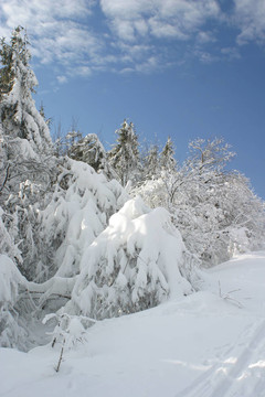 雪