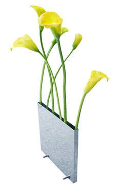孤立的花。
