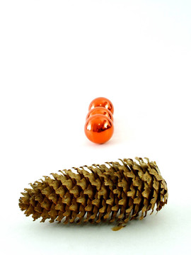 松樹的果實(shí)