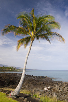 夏威夷棕櫚和Beach