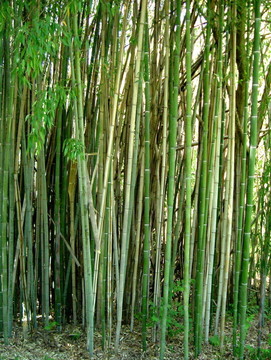 竹場