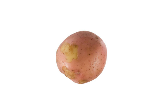 新土豆