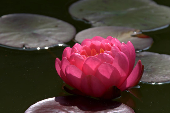 Waterlily（Nymphaea）