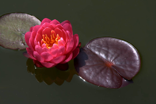 Waterlily（Nymphaea）