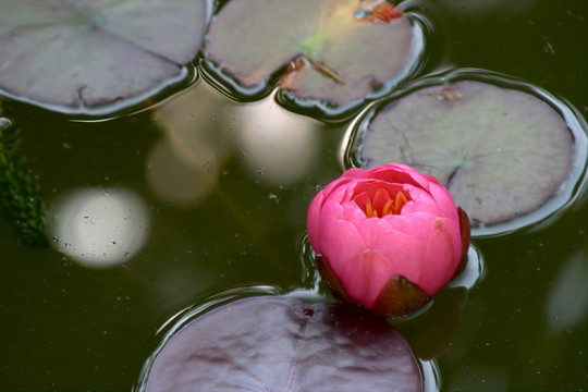Waterlily（Nymphaea）
