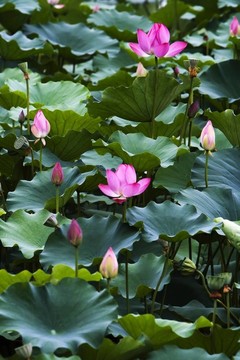 蓮花