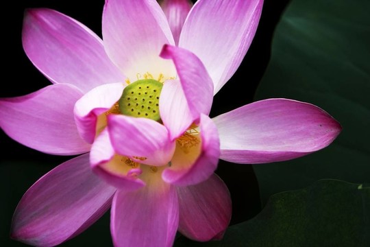 蓮花