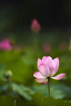 蓮花