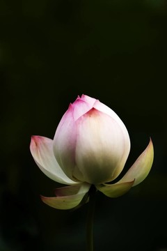 蓮花
