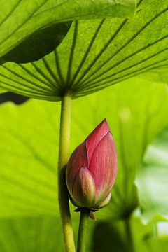 蓮花