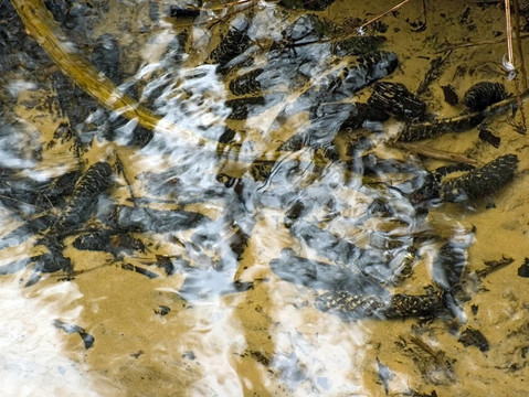 背景水