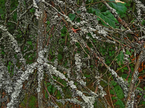 苔枝上
