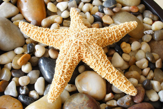 明星