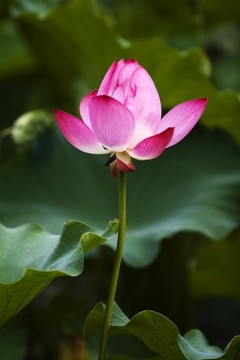 蓮花