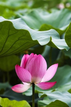 蓮花