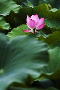 蓮花