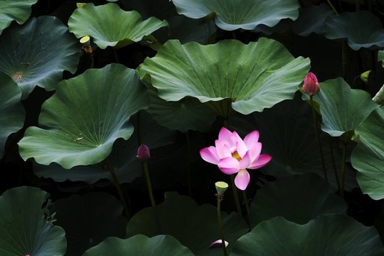 蓮花