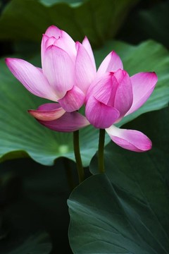 蓮花