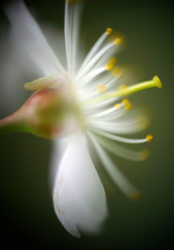 櫻花