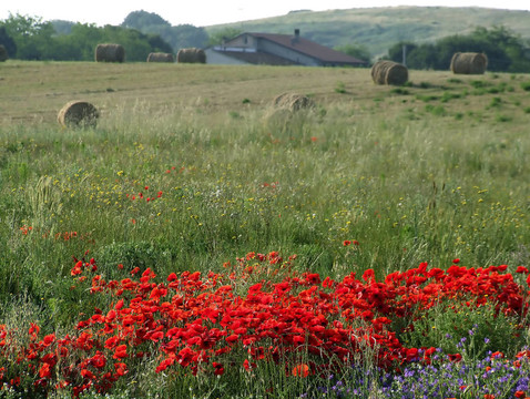罌粟花景觀