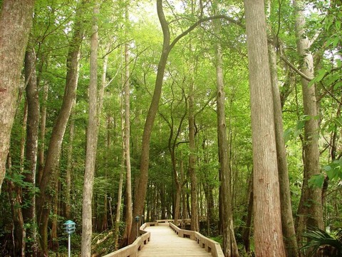 樹林中的小路