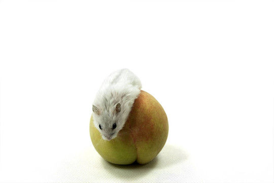 老鼠和桃子