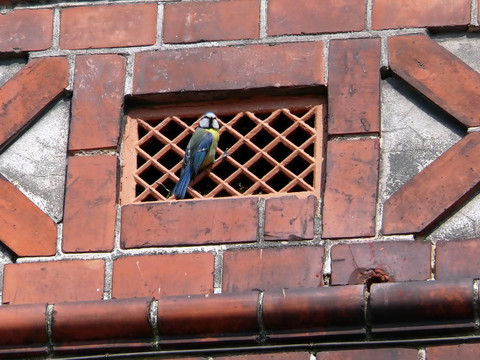 藍(lán)雀鳥在通風(fēng)孔里