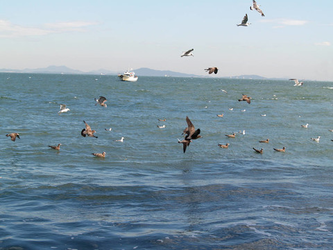 海鷗