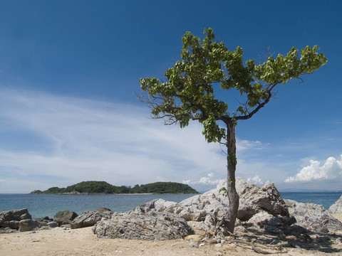 海灘上的樹