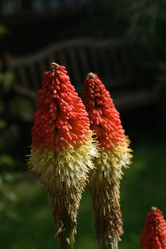 火炬花熾熱的撲克廠