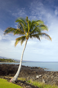 夏威夷棕櫚和Beach