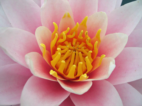 莉莉靠近水