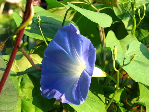 牽牛藍(lán)天堂