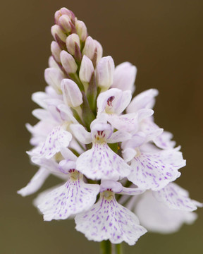 希思發(fā)現(xiàn)蘭花Dactylorhiza斑
