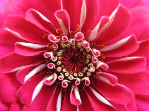 粉紅色的花