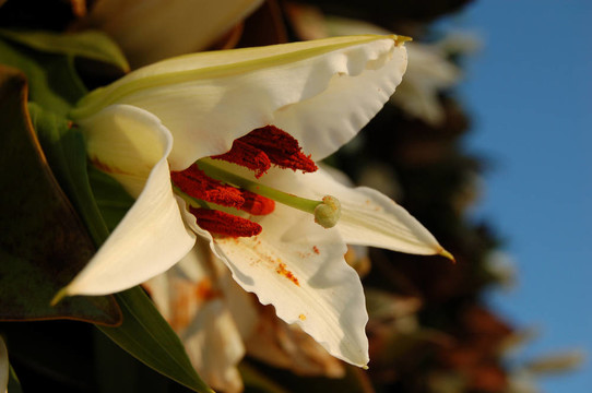 百合花
