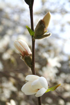 木蘭花。